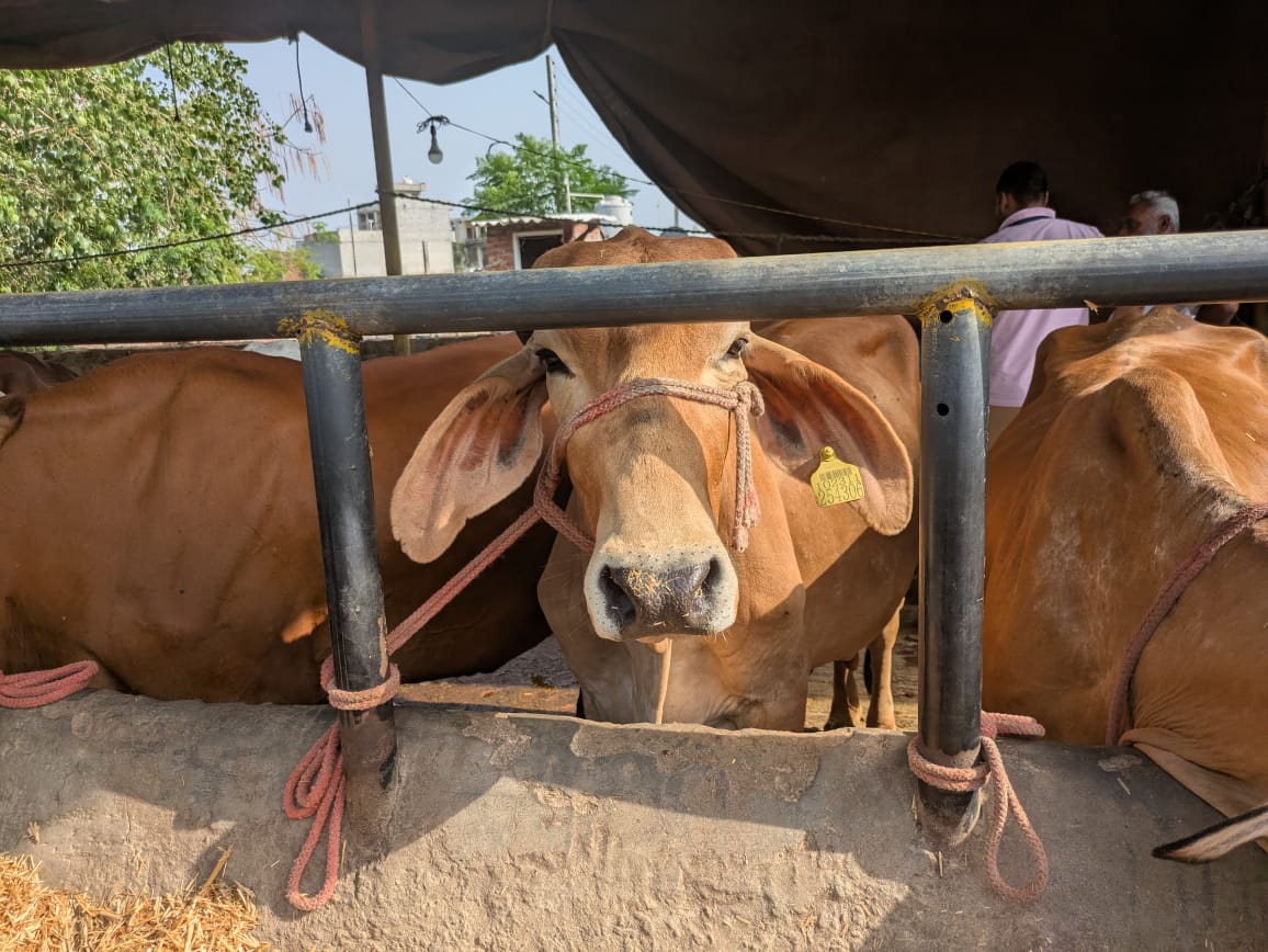 Healthy Cow at Farm